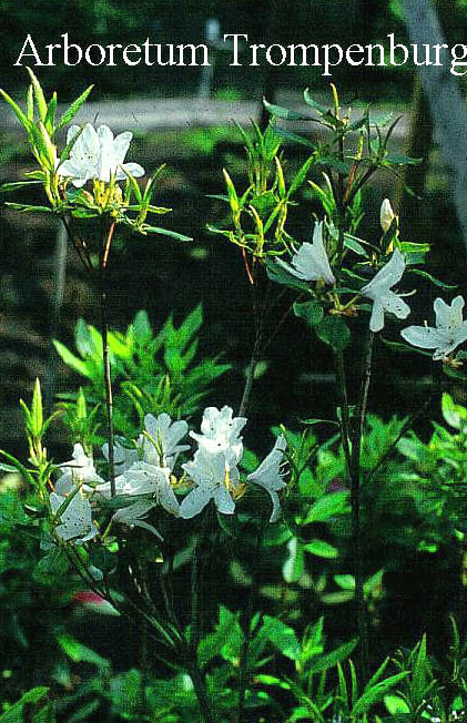 Rhododendron tashiroi