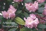 Rhododendron wallichii