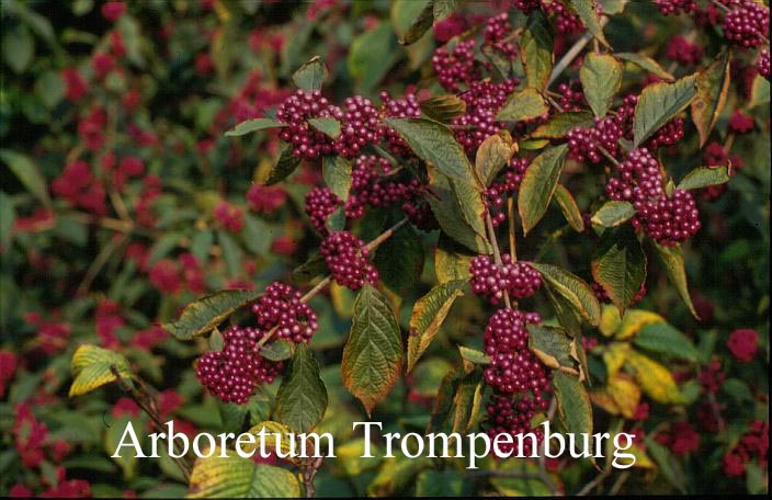 Callicarpa bodinieri giraldii