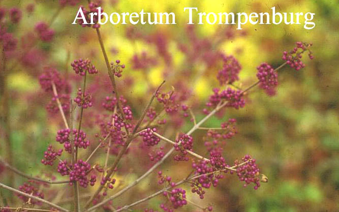 Callicarpa bodinieri 'Profusion'