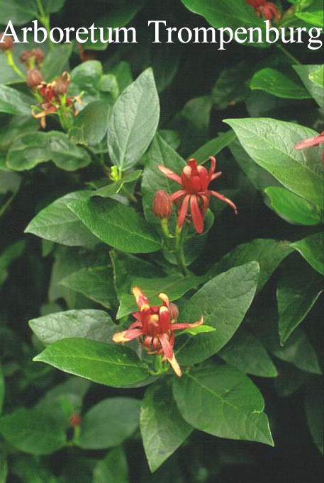 Calycanthus occidentalis