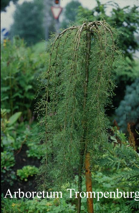 Caragana arborescens 'Walker'