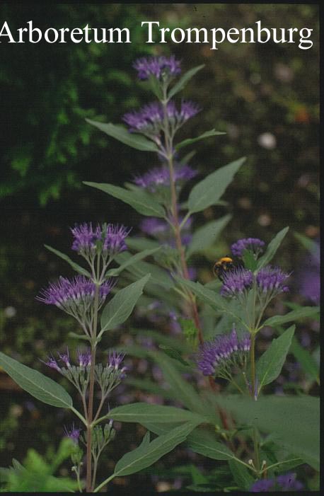 Caryopteris clandonensis 'Kew Blue'