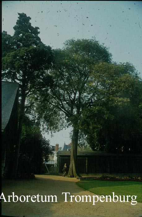 Celtis australis