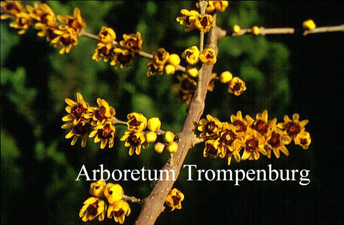 Chimonanthus praecox