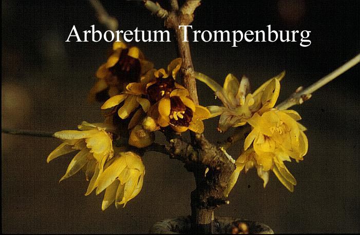 chimonanthus praecox luteus