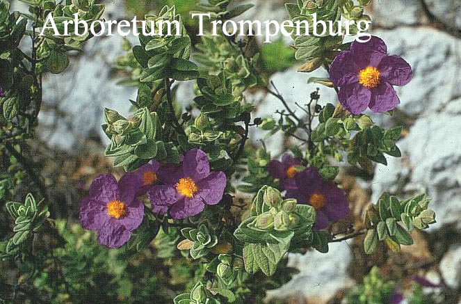 Cistus x purpureus