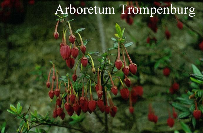 Crinodendron hookerianum