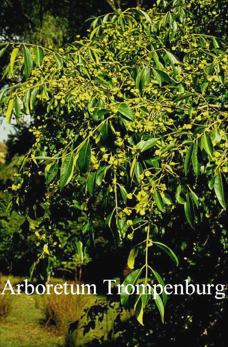 Euonymus grandiflorus