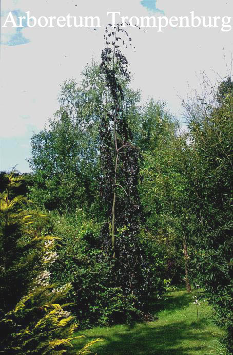 Fagus sylvatica 'Black Swan'