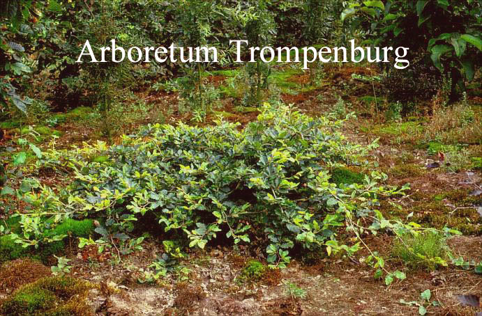 Fagus sylvatica 'Horizontalis'