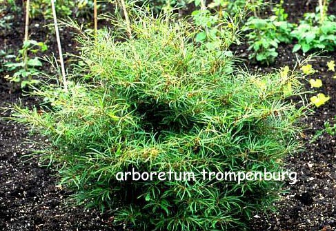 Fagus sylvatica 'Mercedes'