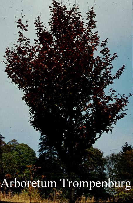 Fagus sylvatica 'Purpurea Nana'