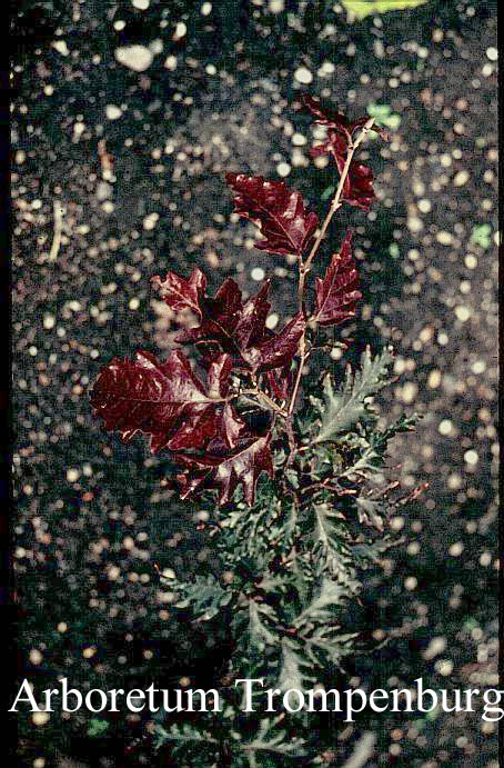 Fagus sylvatica 'Rohanii'