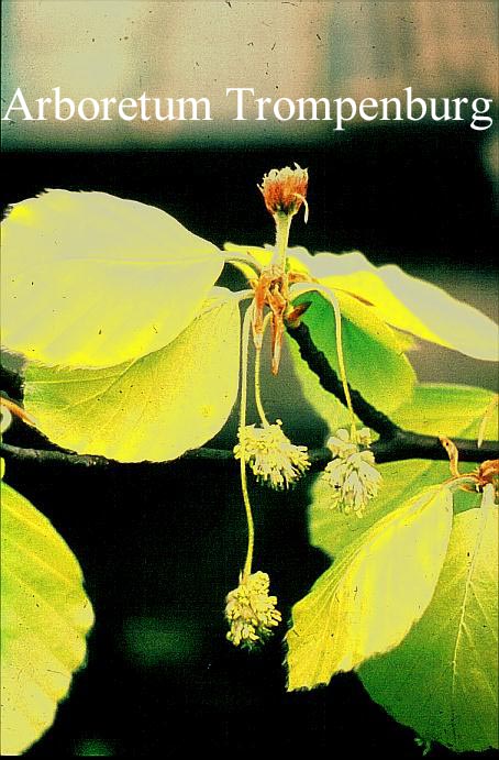 Fagus sylvatica 'Zlatia'