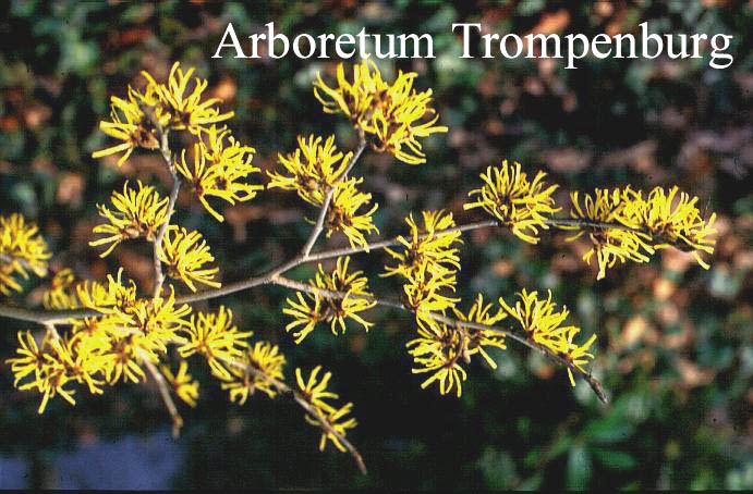 Hamamelis intermedia 'Westerstede'