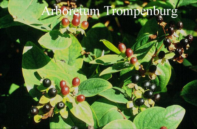 Hypericum androsaemum