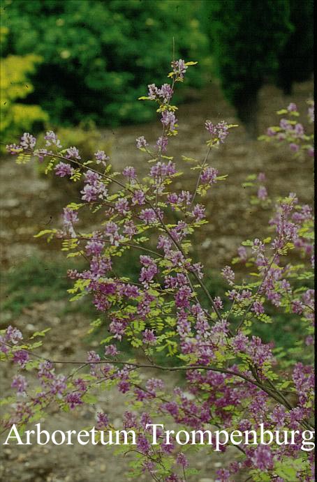 Indigofera pseudotinctoria (51403)