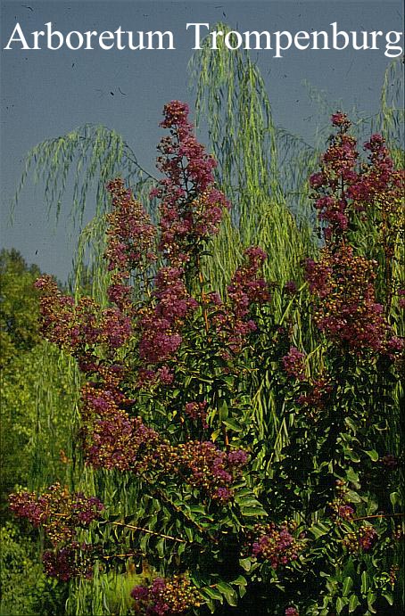 Lagerstroemia indica