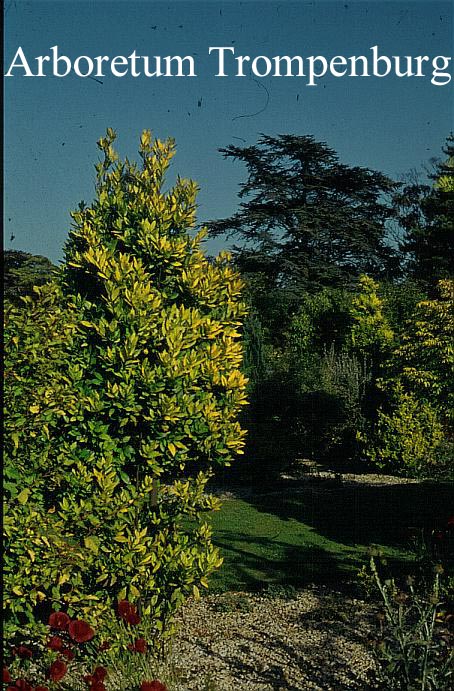 Laurus nobilis 'Aurea'