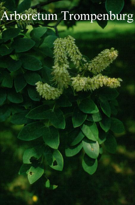 Maackia amurensis buergeri