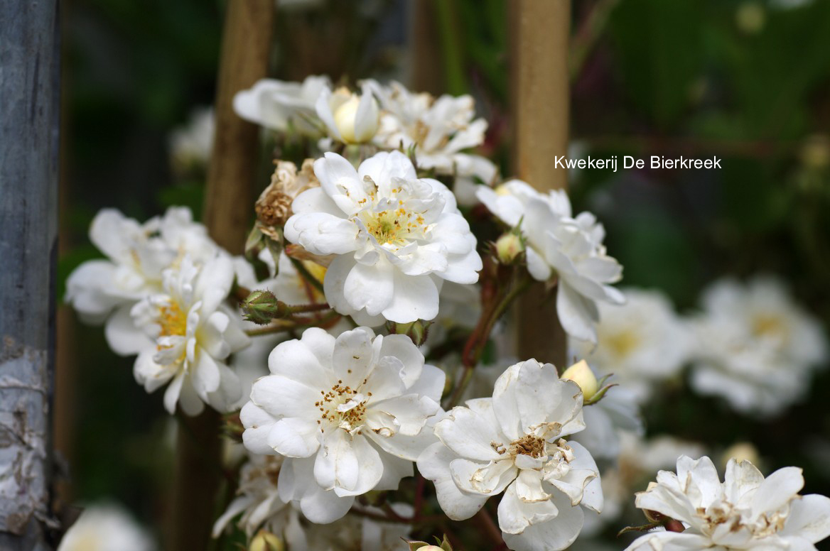 Rosa 'Lenalbi' (GUIRLANDE D'AMOUR)