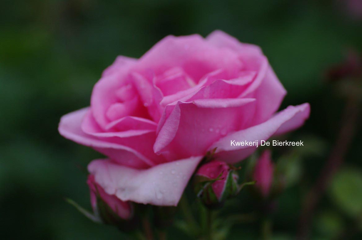 Rosa 'Bantry Bay'