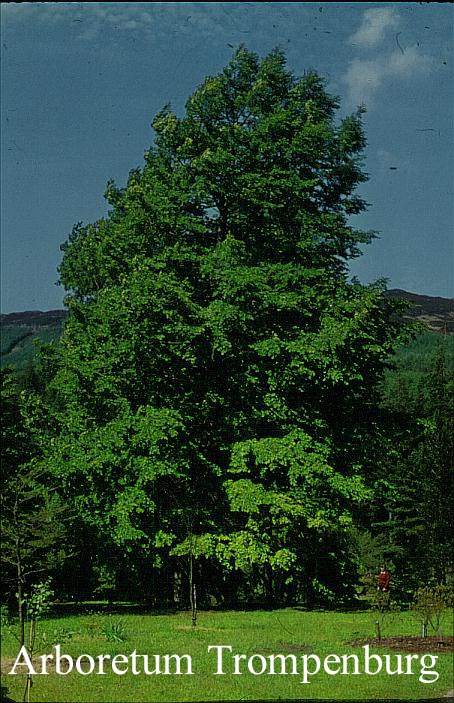 Nothofagus nervosa