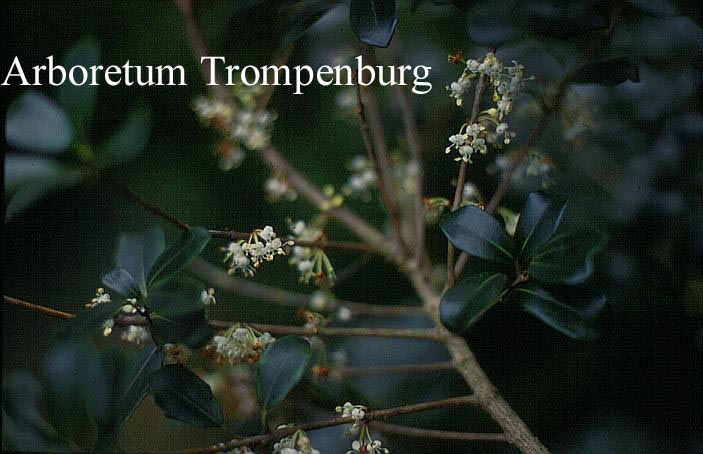 Osmanthus heterophyllus 'Rotundifolius'