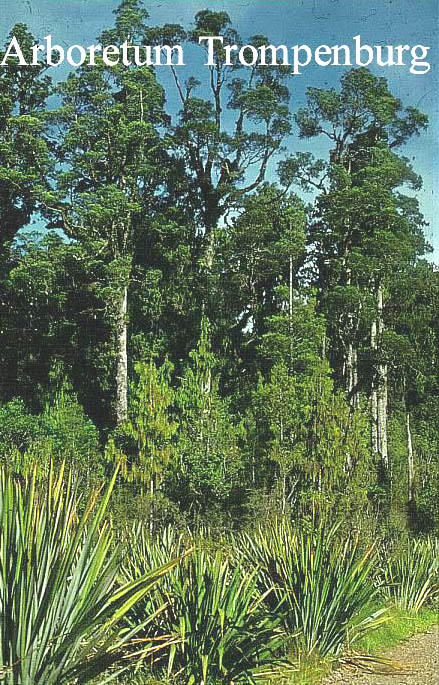 Phormium tenax