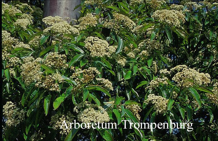 Photinia glabra