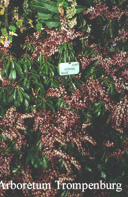 Pieris japonica 'Blush'