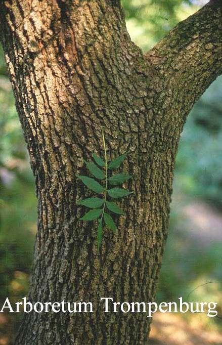 Pistacia chinensis