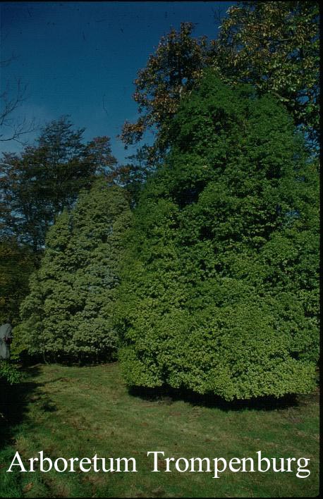 Pittosporum tenuifolium