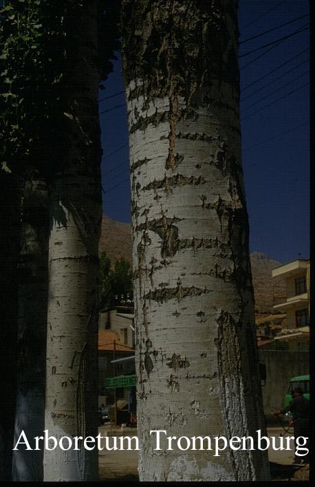 Populus nigra 'Italica'