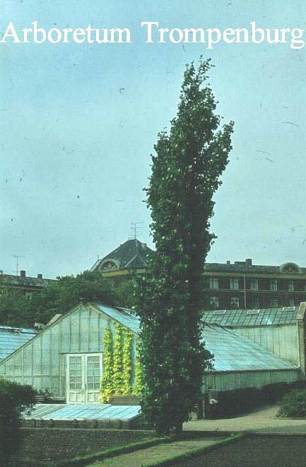 Populus tremula 'Erecta'