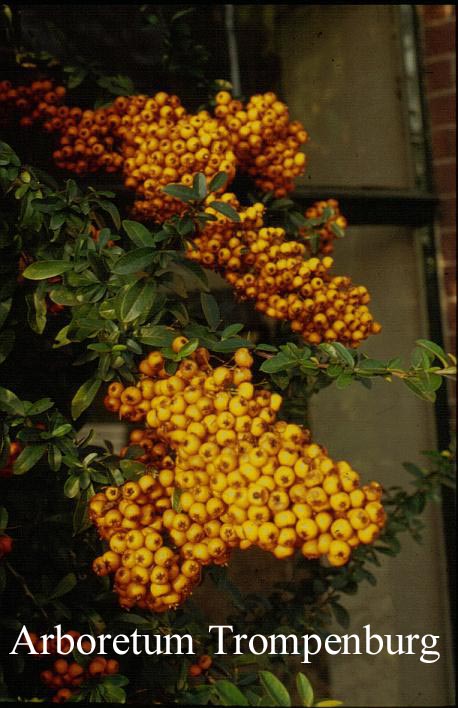 Pyracantha 'Orange Charmer'