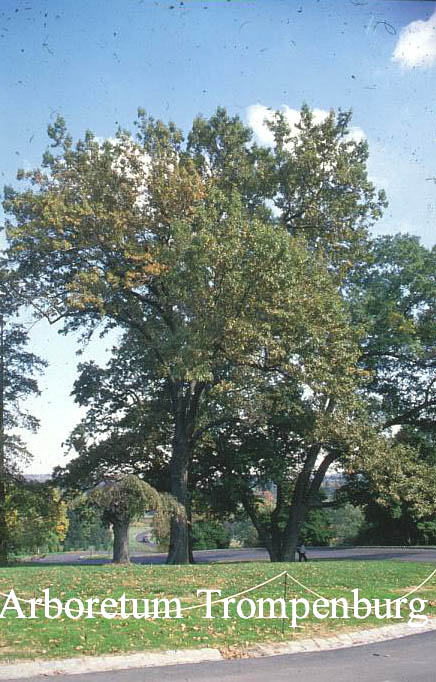 Quercus imbricaria