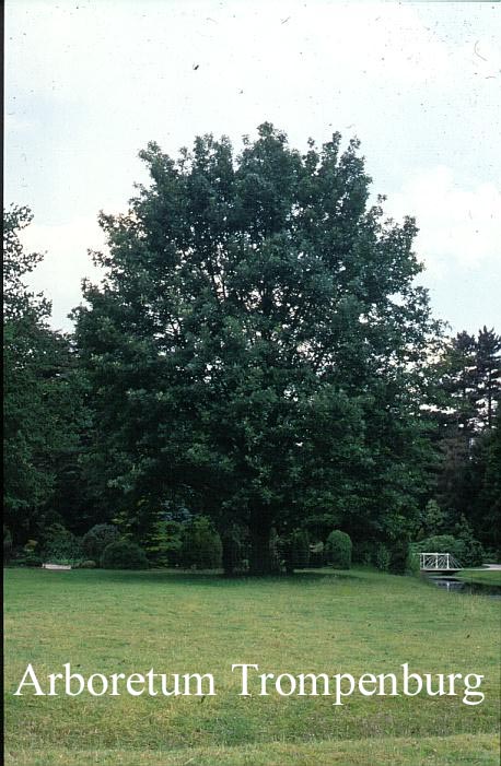 Quercus 'Macon'