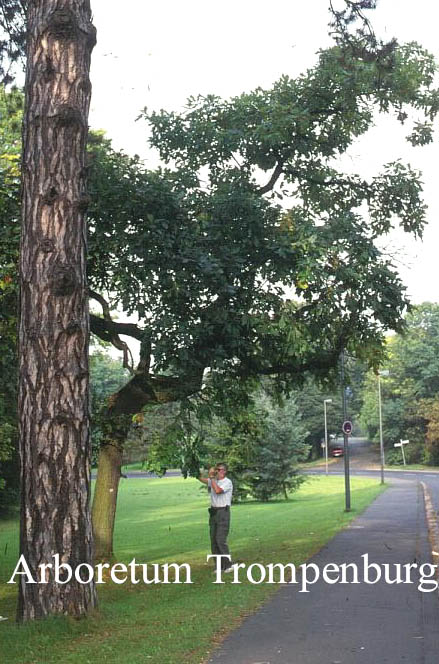 Quercus macrocarpa