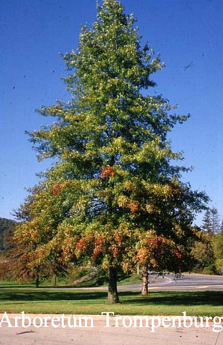 Quercus palustris