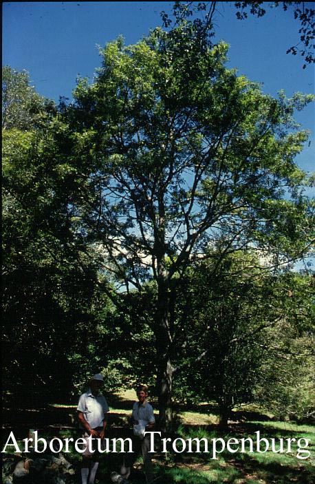 Quercus robur 'Pectinata'