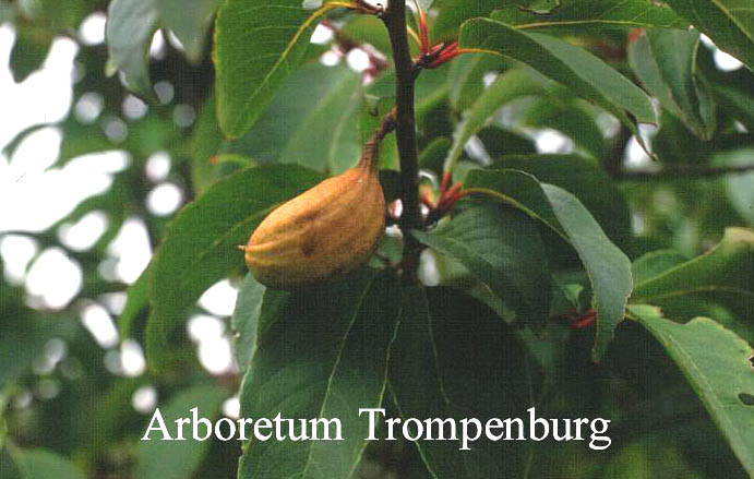 Rehderodendron macrocarpum