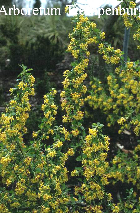 Ribes odoratum