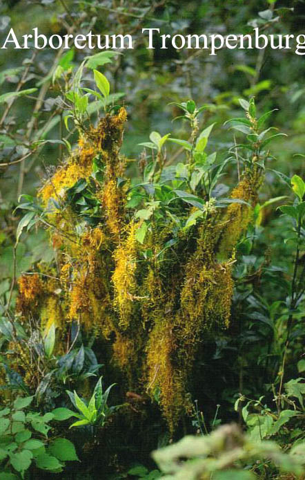 Sarcococca hookeriana