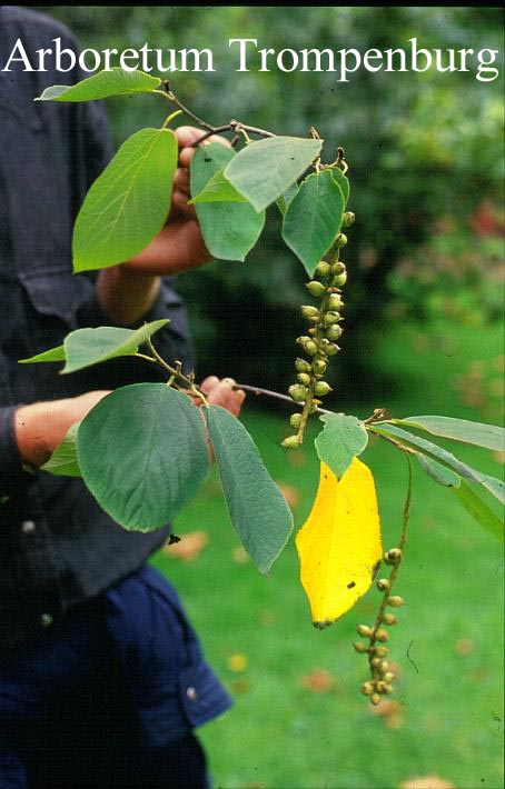 Sinowilsonia henryi