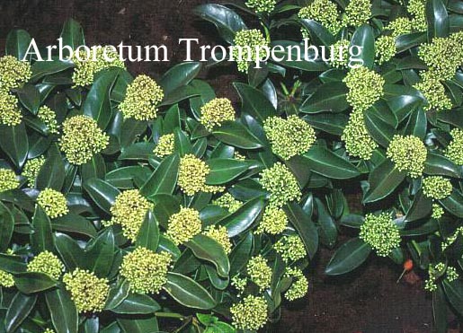 Skimmia japonica 'Fragrant Cloud'