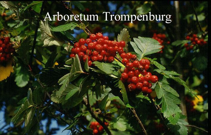 Sorbus hybrida 'Gibbsii'