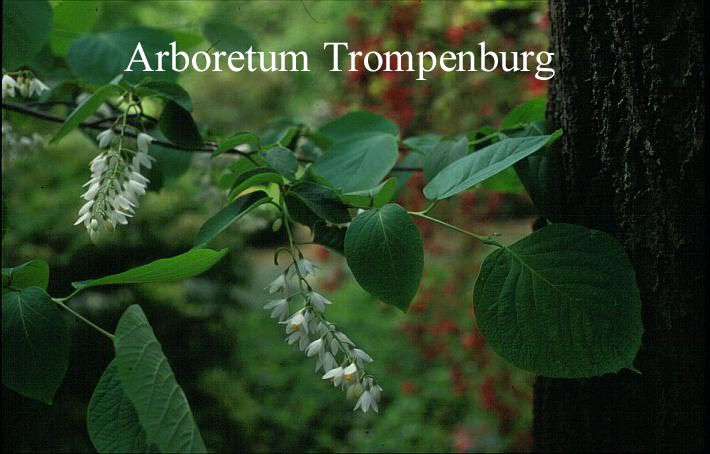 Styrax obassia