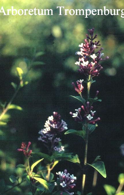 Syringa microphylla 'Superba'